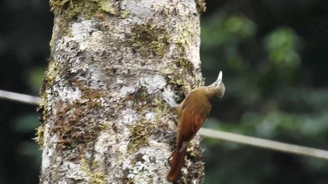 Olive-backed Woodcreeper - ML200947921