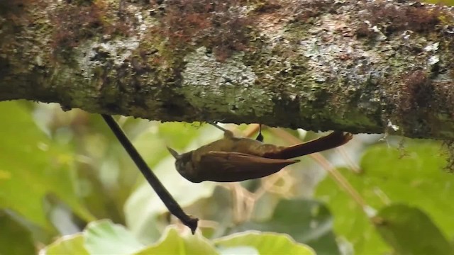 Olive-backed Woodcreeper - ML200947931