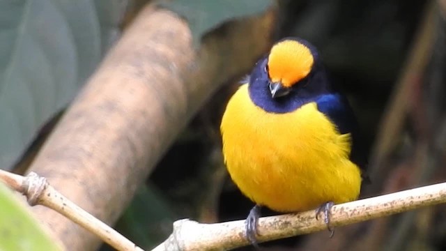 Orange-bellied Euphonia - ML200947941