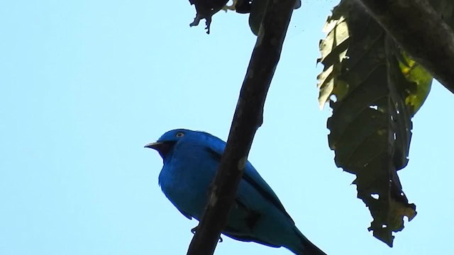 Cotinga Mayna - ML200947971