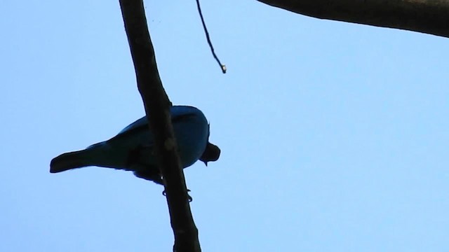 Plum-throated Cotinga - ML200947981