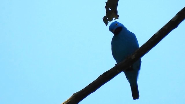 Cotinga des Maynas - ML200947991