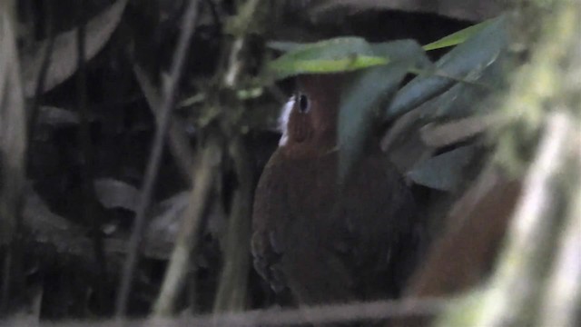 Red-and-white Antpitta - ML200948001