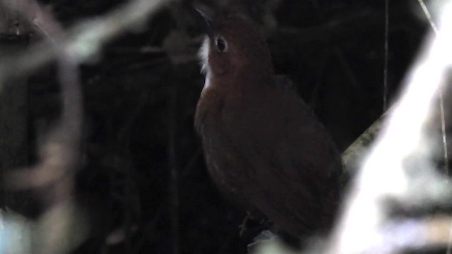 Red-and-white Antpitta - ML200948011