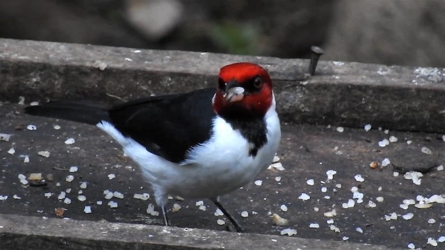 rødhettekardinal (gularis) - ML200948021