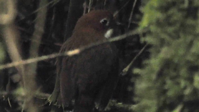 Red-and-white Antpitta - ML200948071