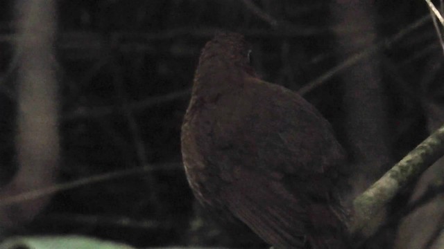 Red-and-white Antpitta - ML200948081