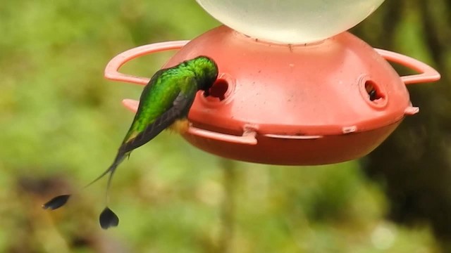 Rufous-booted Racket-tail (Anna's) - ML200948091