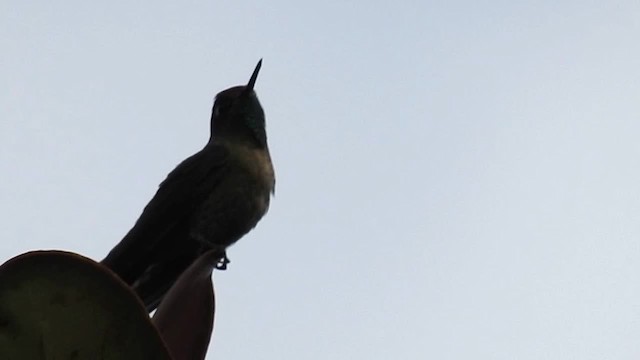 Rufous-capped Thornbill - ML200948101