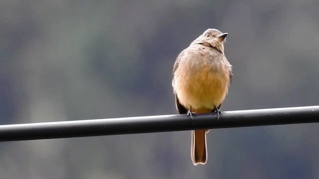 Rufous-tailed Tyrant - ML200948111