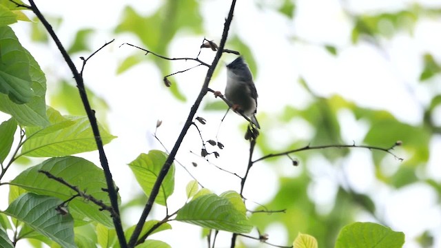 Black-chinned Yuhina - ML200948231