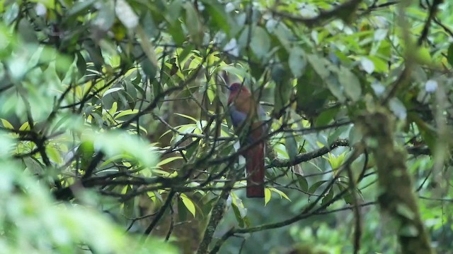 trogon rudohlavý - ML200948241