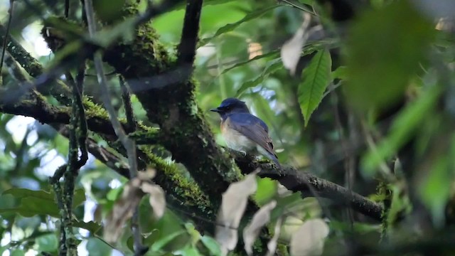 Chinese Blue Flycatcher - ML200948271