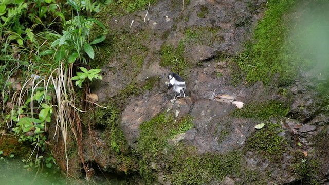 Little Forktail - ML200948281