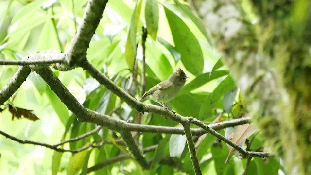 Mésange modeste - ML200948331