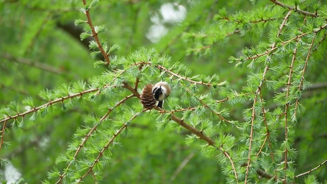 Black-browed Tit (Black-browed) - ML200948341