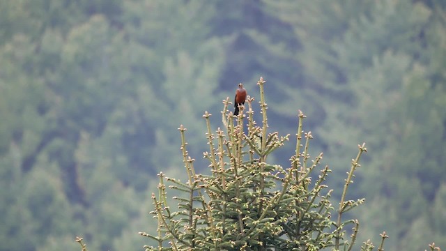 Улбар хөөндэй - ML200948351