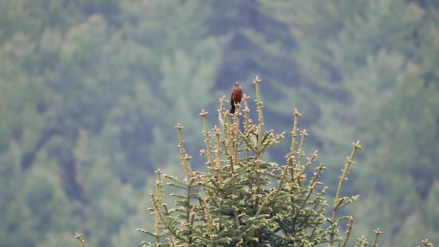 Chestnut Thrush - ML200948351