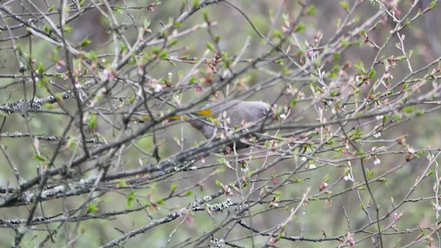 Elliot's Laughingthrush - ML200948371