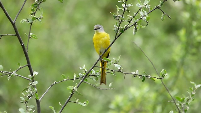 長尾山椒鳥 - ML200948401