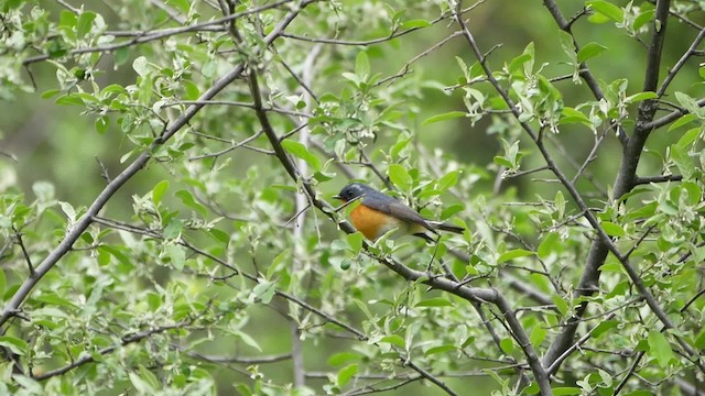 Slaty-backed Flycatcher - ML200948421