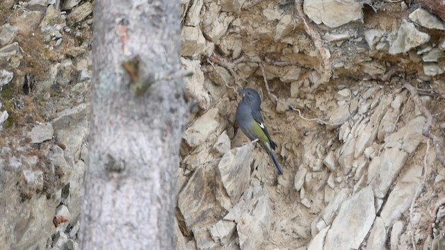 White-winged Grosbeak - ML200948451