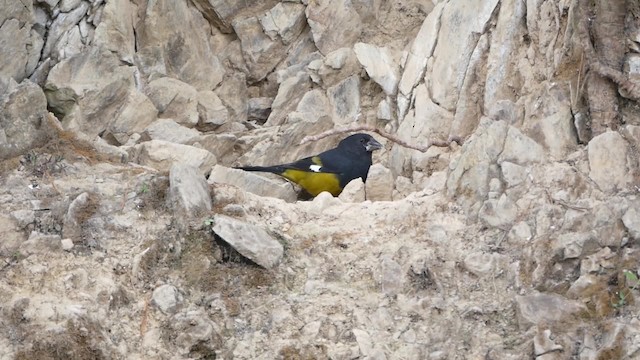 White-winged Grosbeak - ML200948461