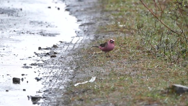 Chinese White-browed Rosefinch - ML200948481