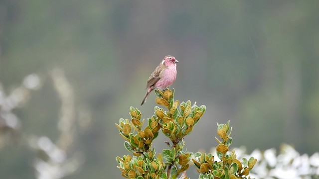 Chinese White-browed Rosefinch - ML200948491