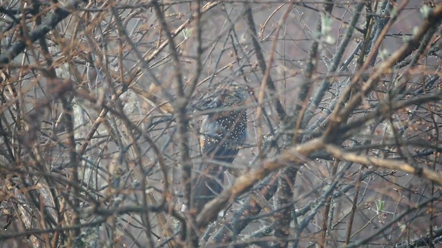 Giant Laughingthrush - ML200948501