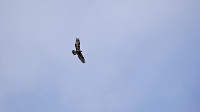 Golden Eagle - ML200948511