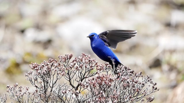 Grandala bleu - ML200948521