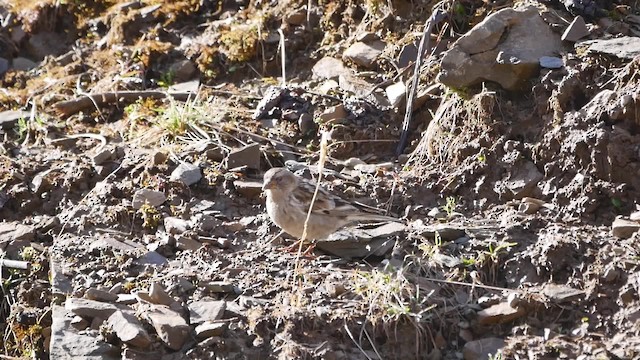 Plain Mountain Finch - ML200948541