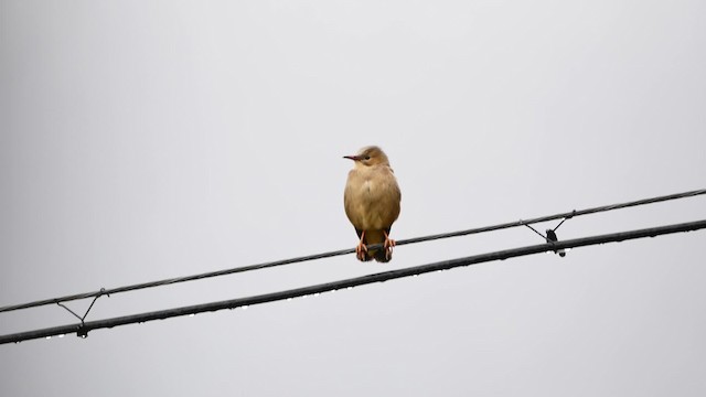 Red-billed Starling - ML200948551