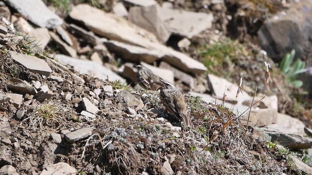 ウスベニタヒバリ - ML200948561