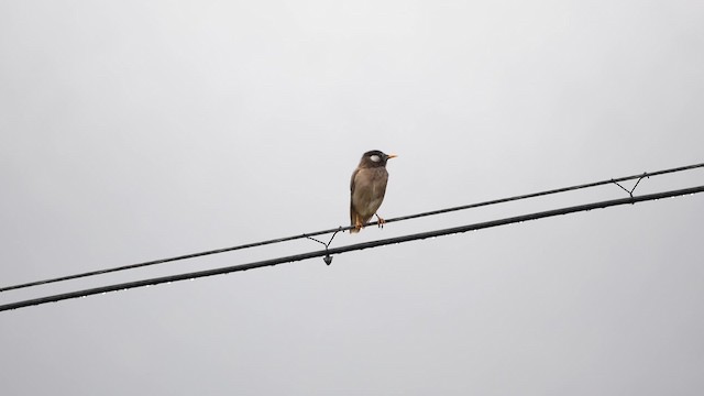 White-cheeked Starling - ML200948601