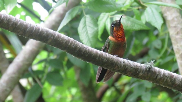 Orangekehl-Sonnennymphe - ML200948641