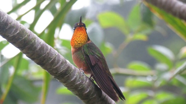 Orange-throated Sunangel - ML200948651