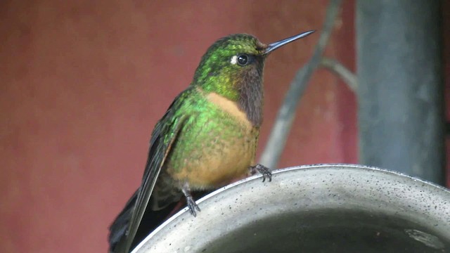 Orange-throated Sunangel - ML200948661