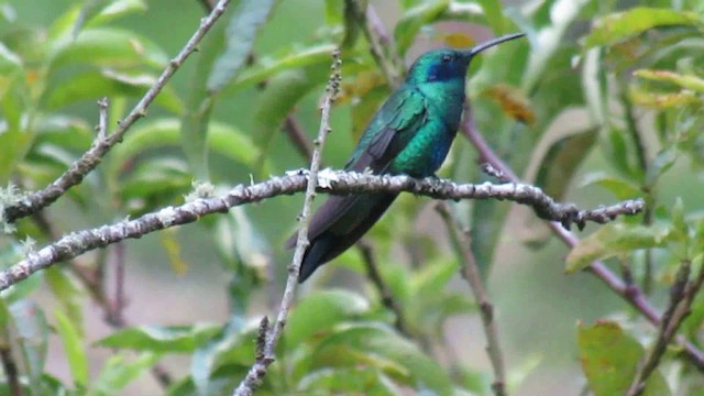 kolibřík modrolící - ML200948691