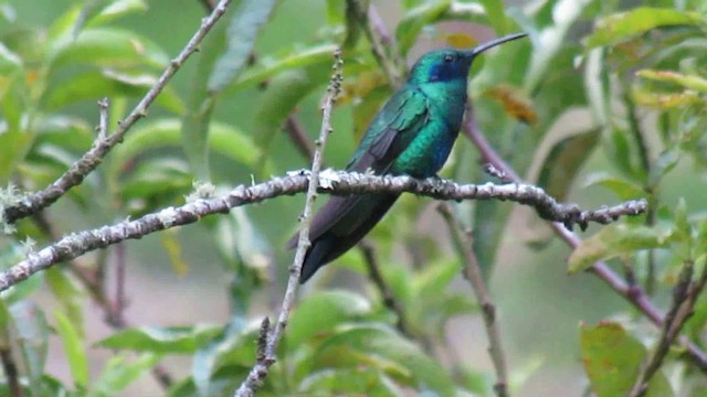 Colibrí Rutilante - ML200948691