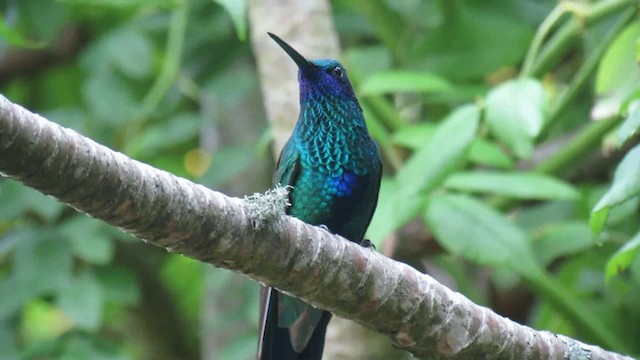 Glanz-Veilchenohrkolibri - ML200948701