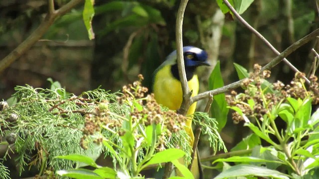 Green Jay (Inca) - ML200948711