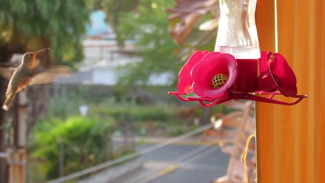 Buffy Hummingbird - ML200948751