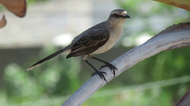 Tropical Mockingbird - ML200948851