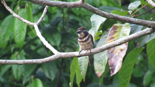 Two-banded Puffbird - ML200948971