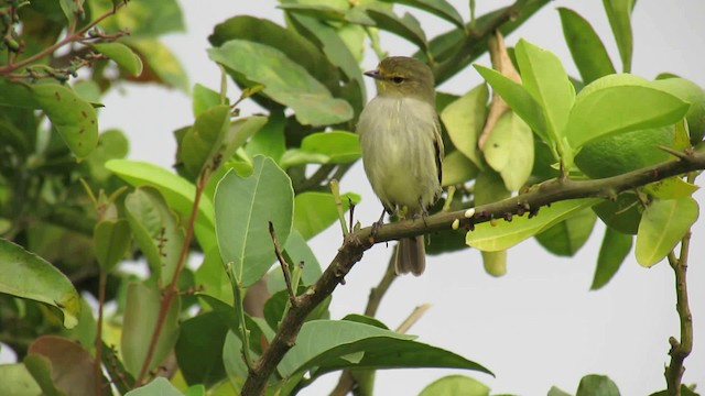 Golden-faced Tyrannulet (Coopmans's) - ML200949021