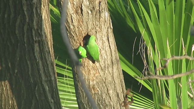 Green-rumped Parrotlet - ML200949041