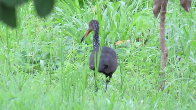 Limpkin - ML200949091