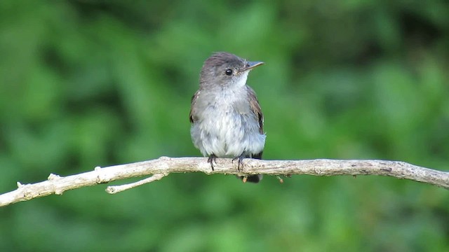 Waldschnäppertyrann - ML200949111